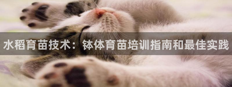 极悦平台官网入口登录：水稻育苗技术：钵体育苗培训指南